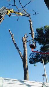 garden-palermo-giardiniere-abbattimento-potatura-alberi