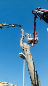 palermo-garden-abbattimento