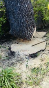 palermo-garden-abbattimento-alberi