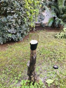 palermo-garden-innesto-giardiniere-manutenzione-giardinaggio