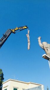 palermo-garden-potature-abbattimento-alberi