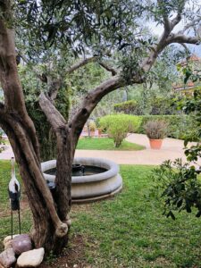 palermo-garden-realizzazione-giardini