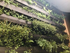 palermo-giardiniere-giardino-verticale